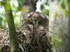 Бородатая неясыть в гнезде на Ольманских болотах (окр. с. Переброды)