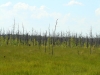 Следствие лесных пожаров на болотах