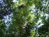 Свежее гнездо большого подорлика, расположенное на лесном острове в южной части Ольманских болот у белорусской границы