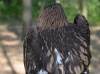 Гибридный птенец (окрас затылочной части головы характерен для малого подорлика)