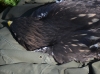 Птенец большого подорлика – типичный темный затылок , без пятна, но пятна на вершинах кроющих крыла небольшие