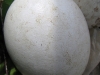 Яйцо необычной окраски (отсутствие пигментации)