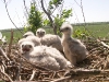 Птенцы курганника