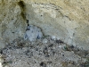 Гнездо балобана с птенцом (возраст около 20 дней)