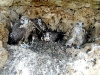 Обследование гнезда балобана