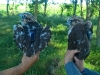 Пташенята балабана з передатчиками фірми Ecotone, які важать лише 17 г