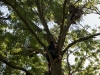 Перевірка гнізда на дереві