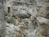 Гнездо балобана в скальной нише
