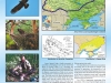 Постер присвячений поточному статусу підорлика малого в Україні