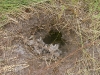 Гнездо ос, выкопанное и разоренное осоедом