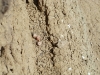 Кладка обыкновенной пустельги на полке глиняного обрыва