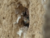 Птенцы пустельги выглядывают с гнездовой норы