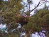 24.08.09 : гнездо опустело. Фото Письменного К.А.