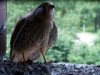 image010