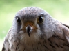 image011