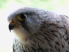 image012