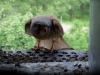 image013