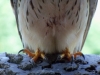 image016