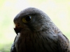 image042