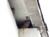 Підлітки або поршки боривітра у гніздовій ніші під дахом багатоповерхівки. Фото К. Письменний