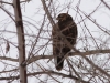 Обыкновенный канюк - наиболее многочисленный вид на зимовке