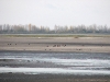 Группа орланов на пруду ок. пгт Ирклиев