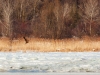 Дорослий орлан білохвіст, Канівський заповідник. Фото: М.М. Борисенко.