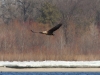 Дорослий орлан білохвіст, Канівський заповідник. Фото: В.М. Грищенко