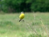 В долине Здвижа желтая трясогузка является фоновым видом