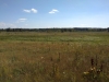 Гніздовий біотоп луня лучного