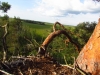 Вид на болото с гнезда канюка