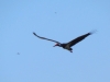 Черный аист в полете. Белоозерский массив