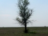 Гнездо курганника в степи
