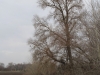 Гнездо хоть и расположено открыто, но труднодоступно, 2013 (Н. Борисенко)