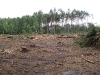 26.07.09 : вырубка проведена в 200-х метрах от жилого гнезда змееяда. Фото Письменного К.А.