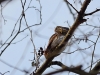 Воробьиный сычик (Glaucidium passerinum), Киевская обл. 17.02.2017