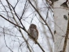 Воробьиный сычик (Glaucidium passerinum), Киевская обл. 17.02.2017