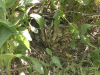 Загальний вигляд сови на гнізді (27.05.2020)