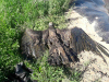 Загиблий чорний гриф. Фото: Ірина Роздольська