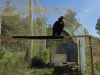 Гриф Берлін в реабілітаційному центрі «Садиба Нюшанік». Фото: Ірина Снопко