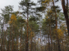 Гніздове дерево змієїдів, знайдене на території зони відчуження Чорнобильської АЕС у жовтні 2021 р.