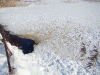 Маленькая полынья - места скопления орланов (хорошо видны следы птиц на снегу)