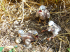 В этом гнезде 3 птенца и 2 "болтуна" незадолго до уборки урожая, 16.06.2019 г.