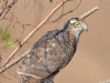 Молодой перепелятник