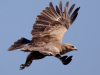Підорлик малий - найбільш чисельний орел Чорнобильського заповідника