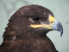 Портрет степового орла - також рідкісного залітного птаха Чорнобильського заповідника