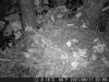 Відвідувачі гнізда - вовчок горішковий