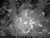 Відвідувачі гнізда -мишак (жовтогорлий / лісовий)
