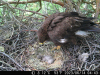 Пара 3. Одне із пташенят підорлика великого загинуло від переохолодження
