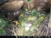 Пара 6. Пара батьків вперше годують новонароджене пташеня